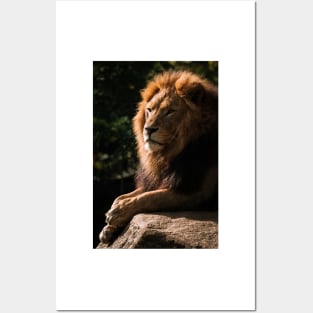 Lion - Animal Photography Posters and Art